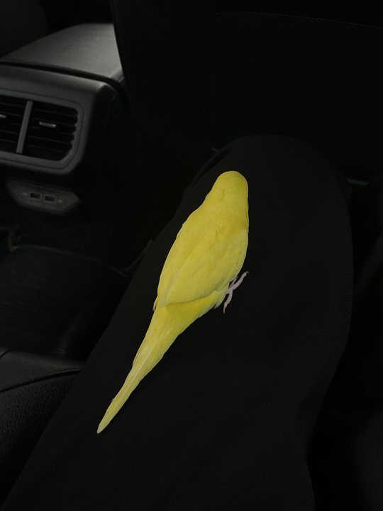 Foreign Body 03 / Yellow parrot on a dark seat