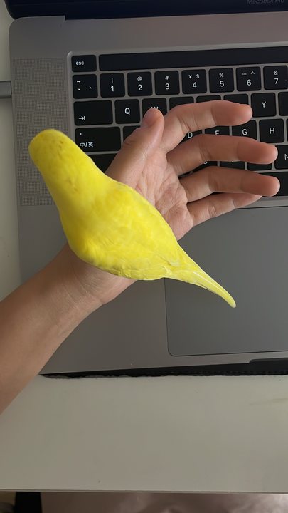 Foreign Body 04 / Yellow parrot beside a laptop and hand