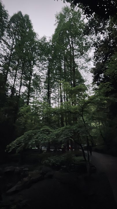 Foreign Body 14 / Vertical trees in a dim forest
