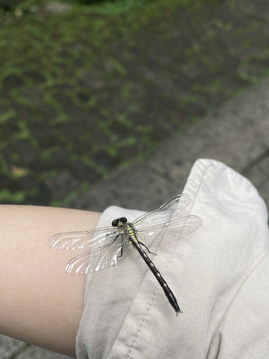 Foreign Body 15 / Dragonfly resting on fabric and skin